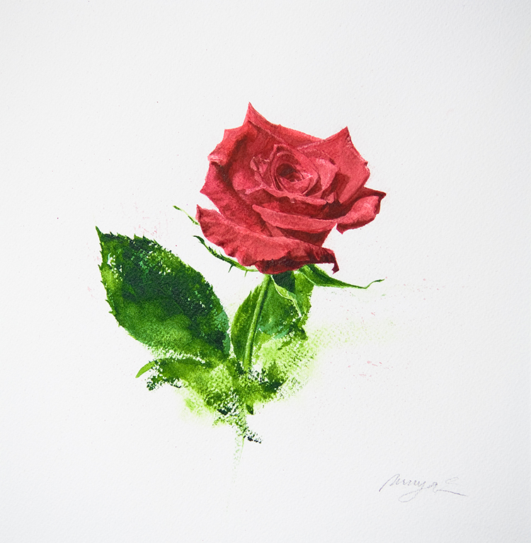 Water Color Painting 12 Red rose